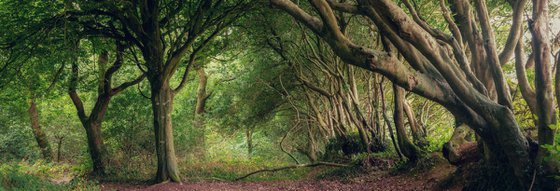 Cornish Hedges Panorama