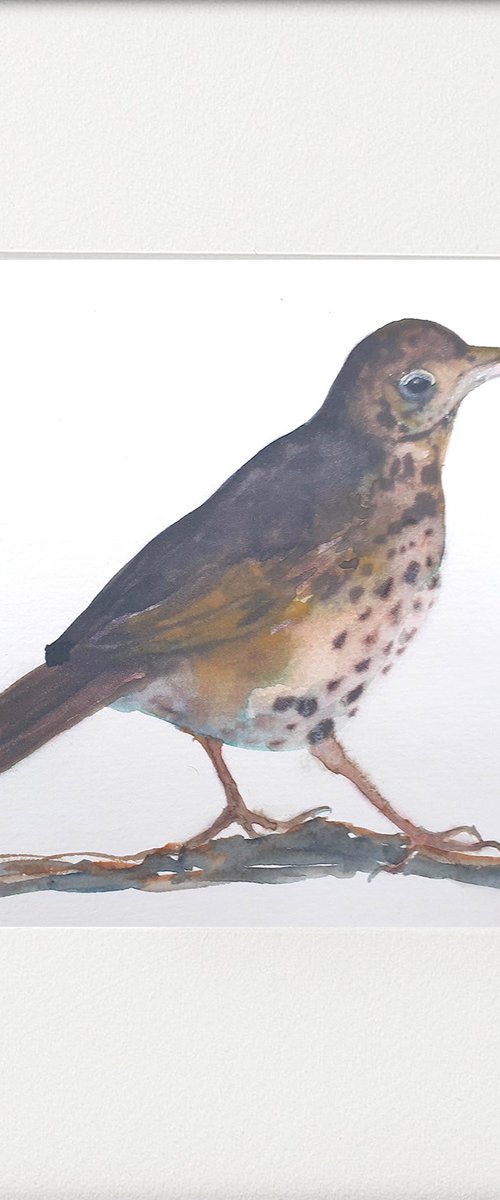 One Thrush by Teresa Tanner