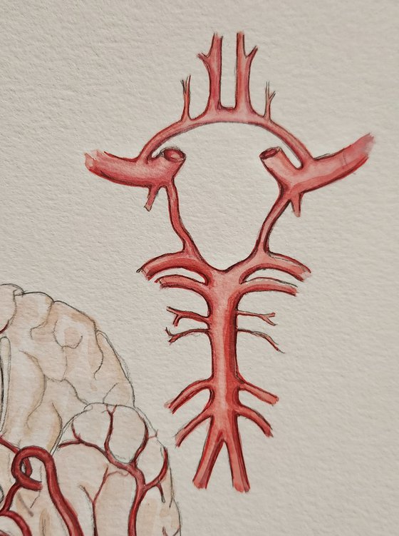 Circle of Willis