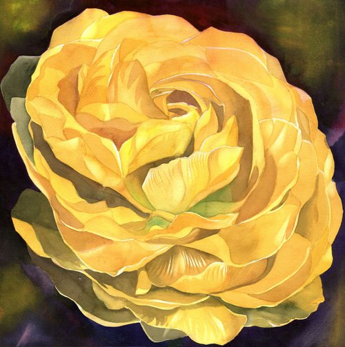 Golden Ranunculus by Alfred  Ng