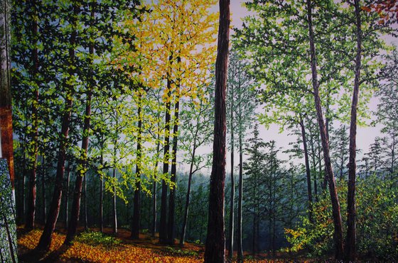 Autumn Forest Light