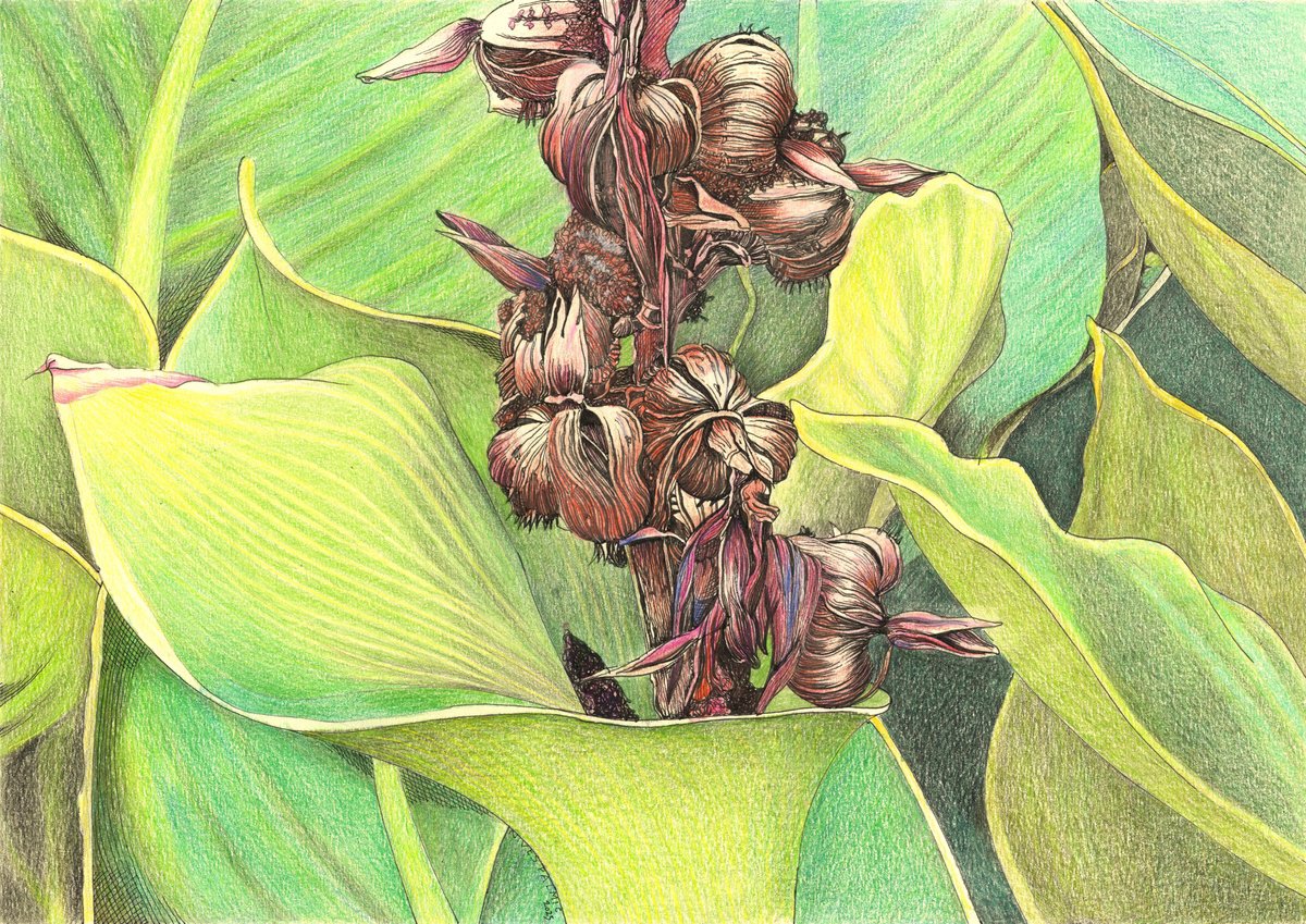 Photorealistic Botanical Pencil Drawing By Nives Palmic, 17 X 12", Canna Plant, Original Artwork