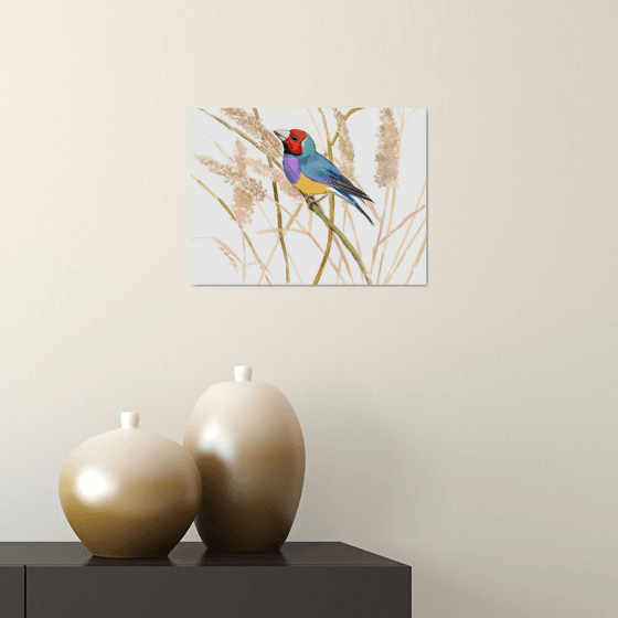 Gouldian Finch
