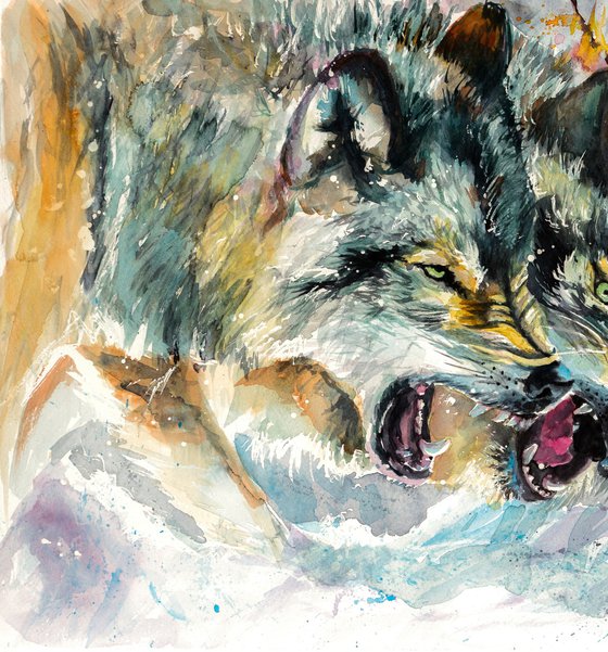 Wolves at wintertime