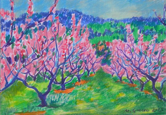 Peach orchard in bloom