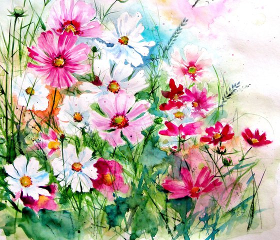 Cosmos flowers