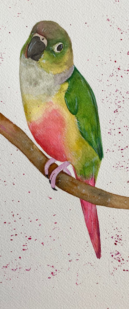 Green cheek conure by Bethany Taylor