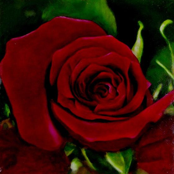 Red Rose - Realistic Still Life