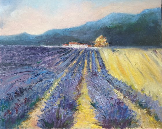 French Lavender Fields