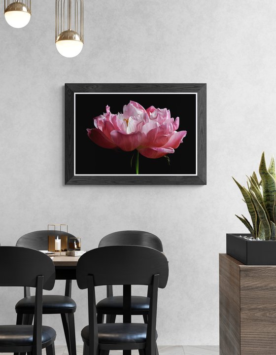 Peony in Pink