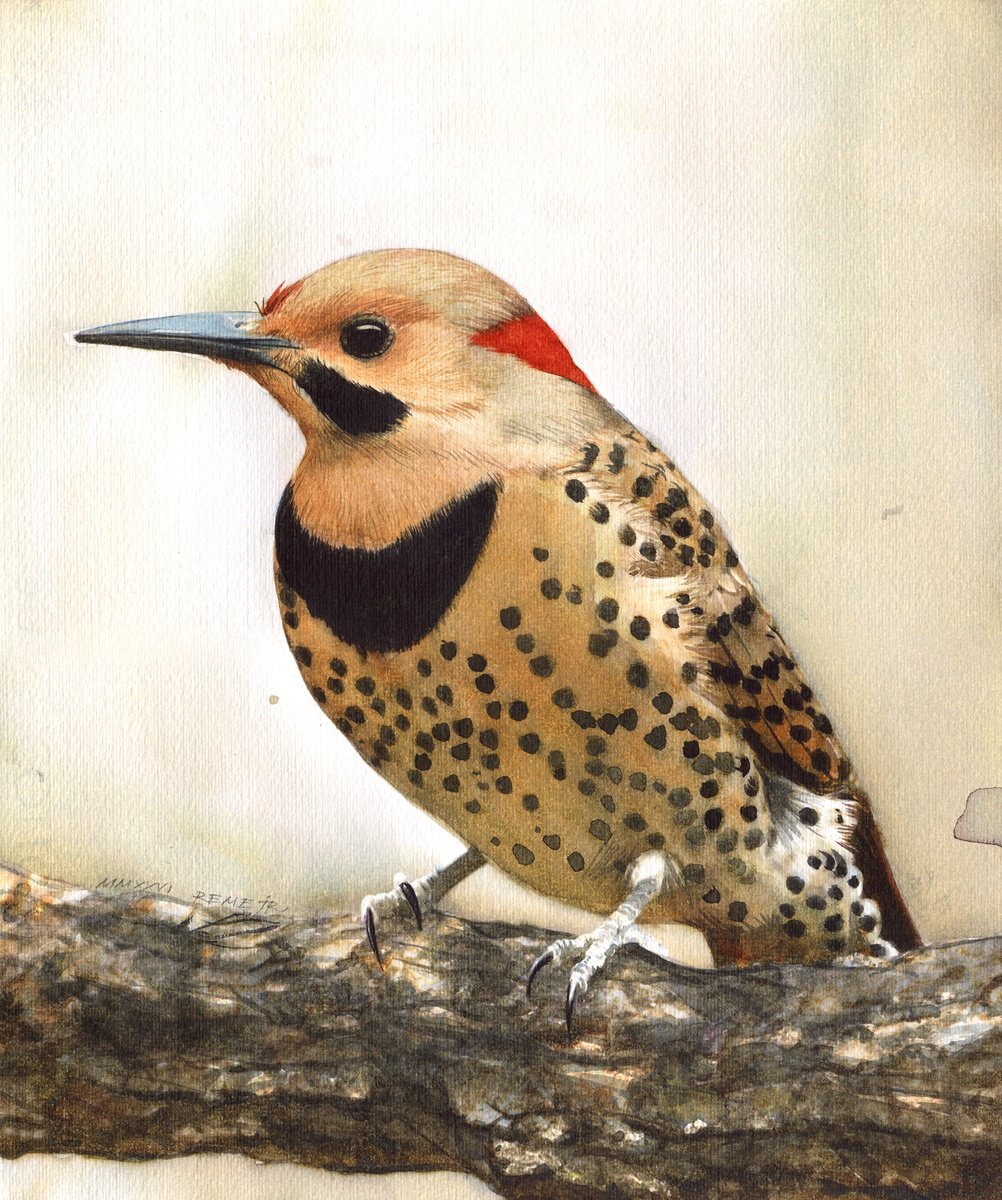 Photorealistic Watercolour , Bird Ccxxxiii - Northern Flicker By Reme Jr., 10 X 12, Artwork For Sale On Artfinder