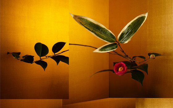 Golden Light#008-Camellia