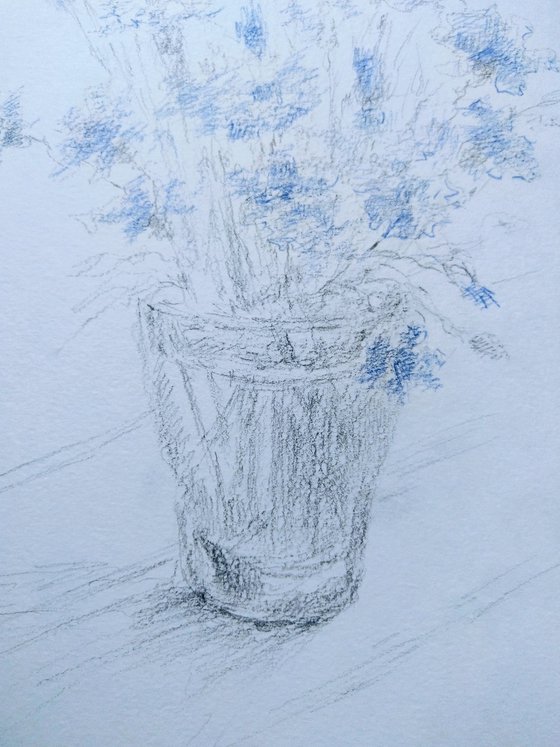 Cornflowers. Original pencil drawing.