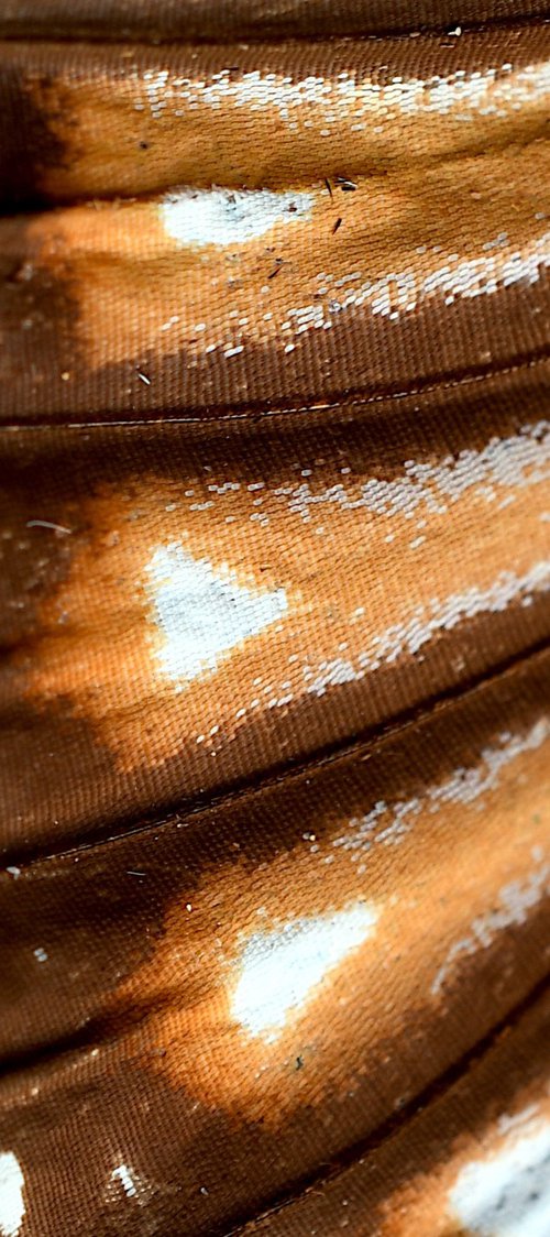 Monarch Butterfly Wing by Nadia Culph