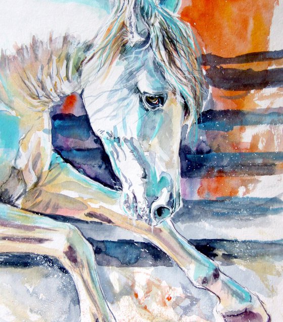 Andalusian horse collection