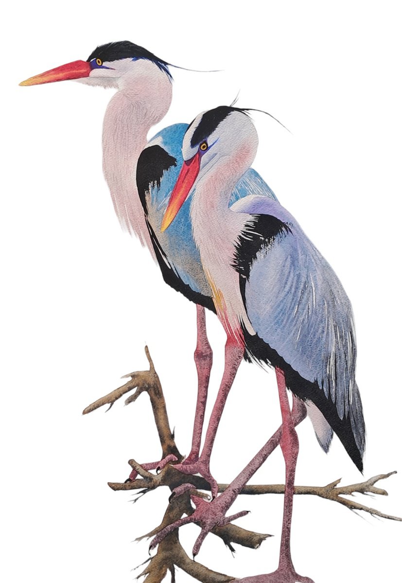 Animal Watercolour By Yuliia Sharapova, 17 X 23", Heron Wader Ardea Hern Stroks, Original Artwork