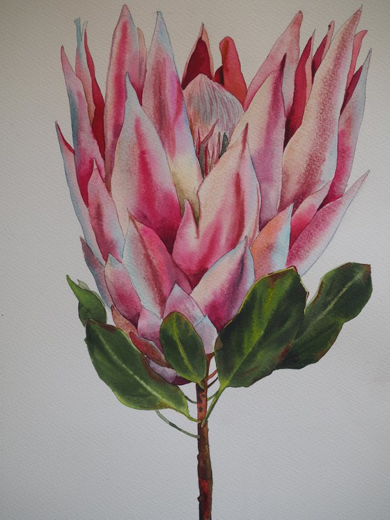 Protea