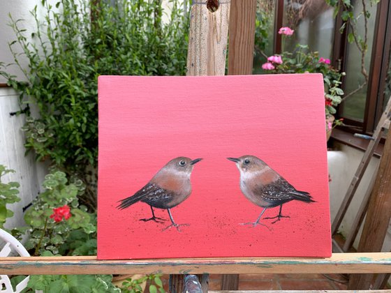 Two Little Wrens ~ on Rose