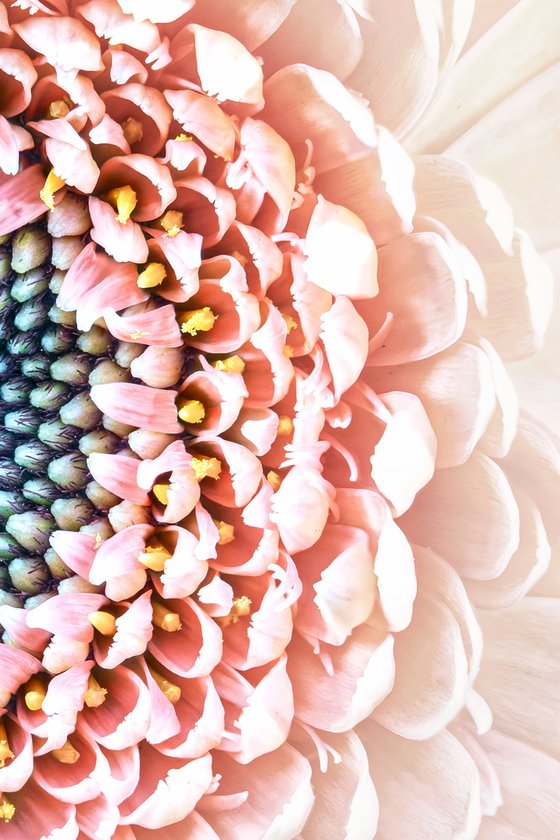 The Still Swirl of Gerbera