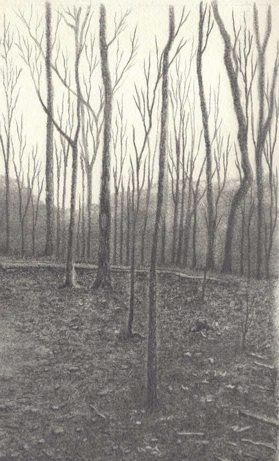 Forest Trail