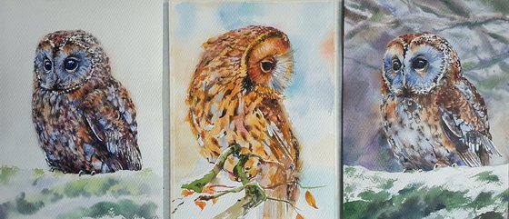 Autumn guardean ( watercolour Owl )