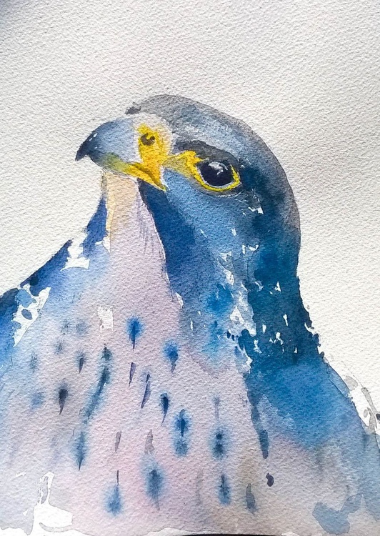 Peregrine Falcon Watercolour By Flavio Furlan Artfinder