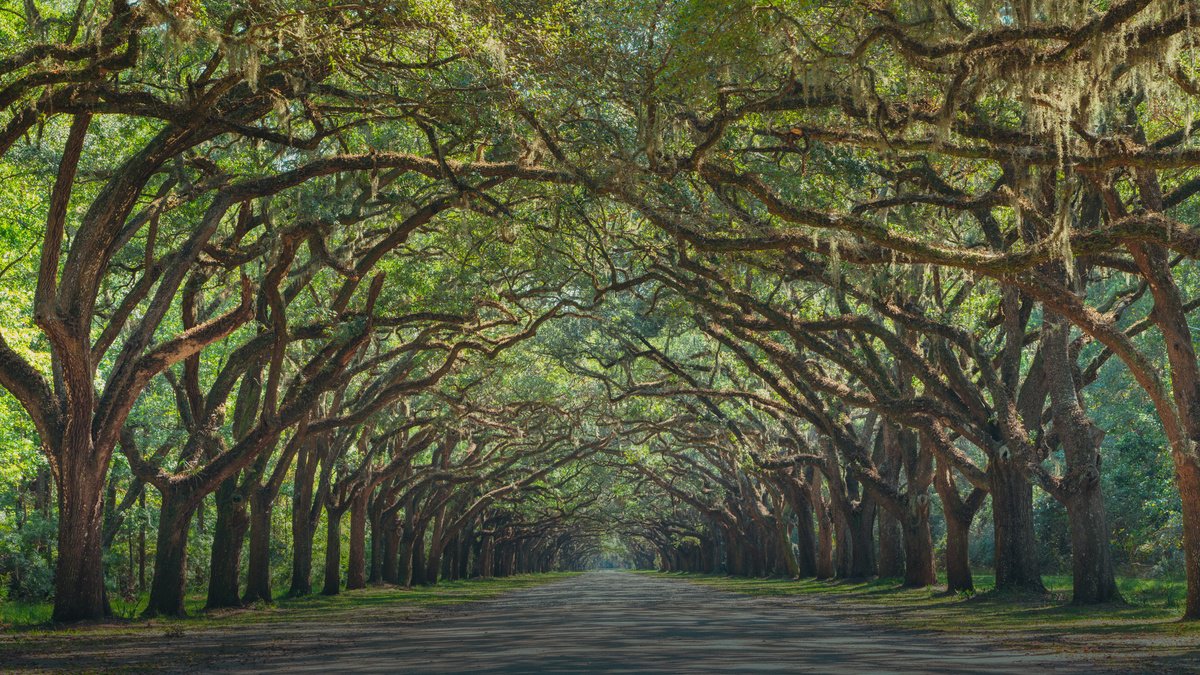 Surrealistic Landscape Photograph By Harv Greenberg, 43 X 24, Live Oak Alley, Original Artwork