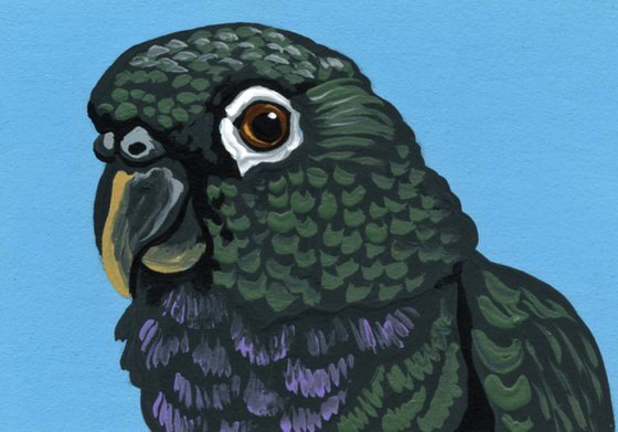 ACEO ATC Original Miniature Painting Maximillian Pionus Parrot Pet Bird Art-Carla Smale