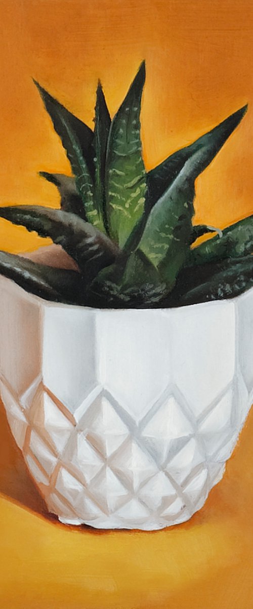 Small Succulent on Orange Background by Louis Savage