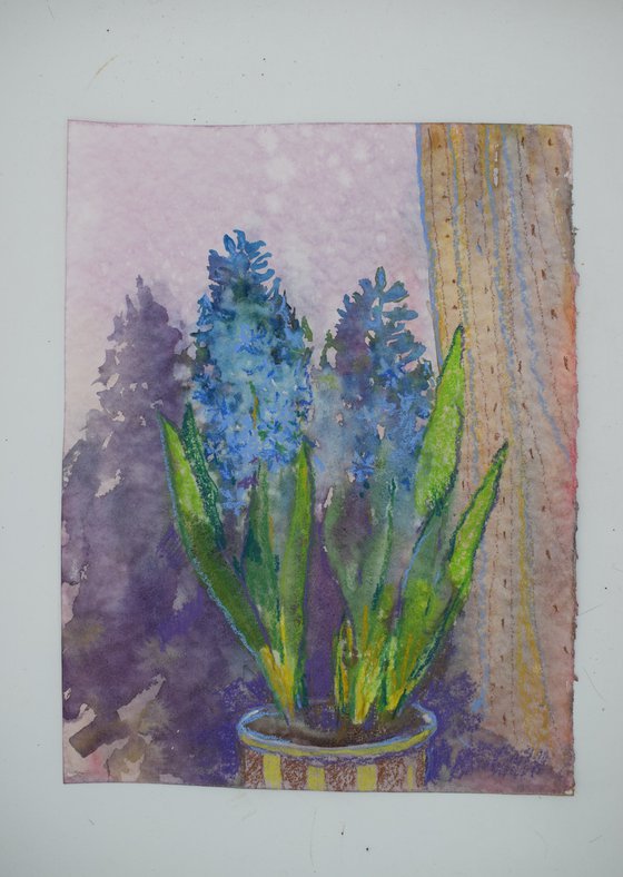 Spring morning. Hyacinth.