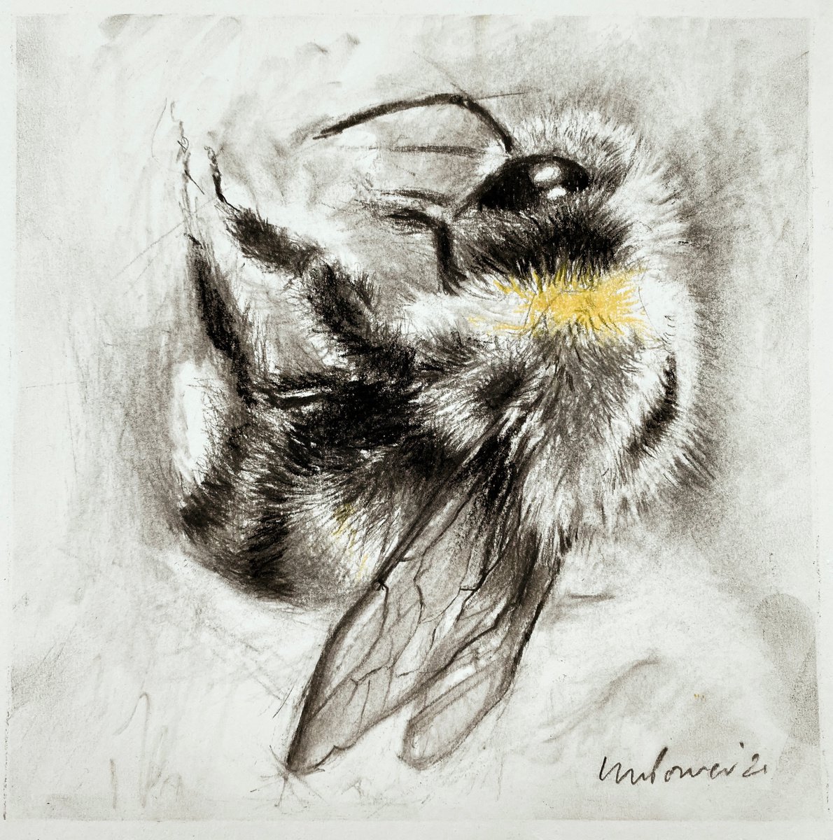 Bumblebee #02 charcoal drawing on paper - 230mm x 230mm by Luci Power