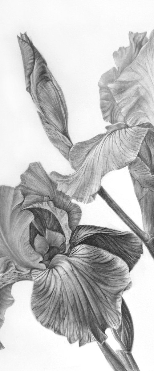 Iris I by Anna Lyashenko