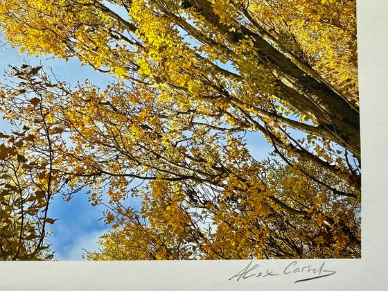 Golden leafed poplars
