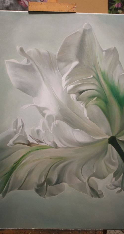 white tulip by Darya Klunnikova