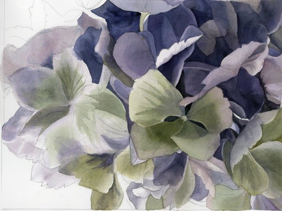 spring hydrangea watercolor