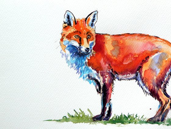 Red fox