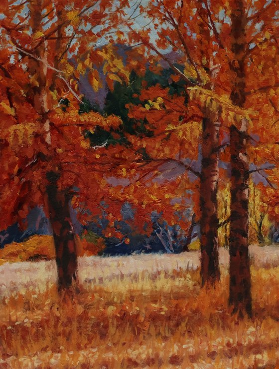 A Symphony of Autumn Aspens