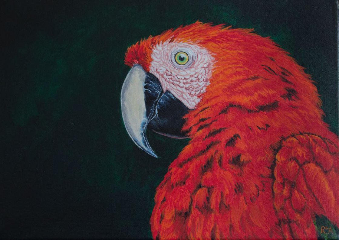 Red Macaw Acrylic painting by Ruth Archer | Artfinder