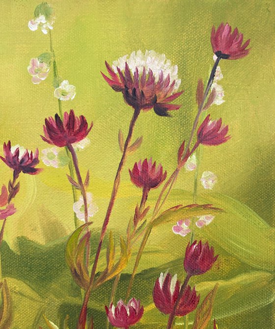 Astrantias