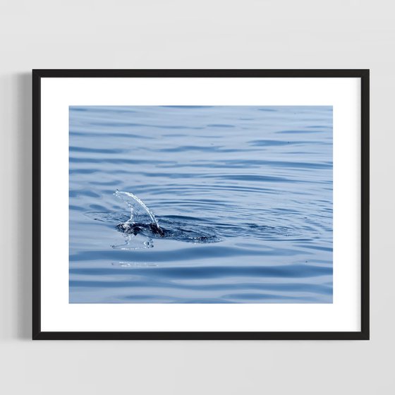 DOLPHIN WAKE