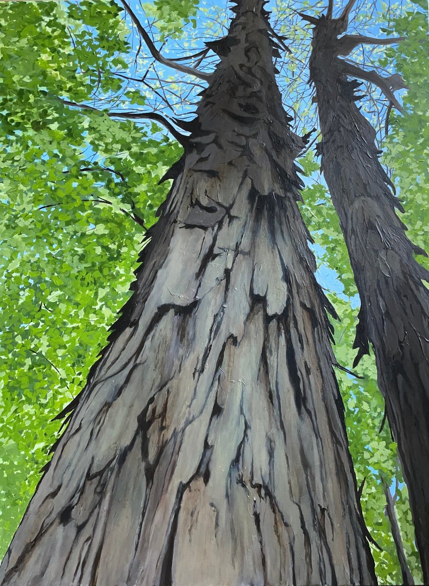 Shagbark Hickory Trees by Anne Shaughnessy