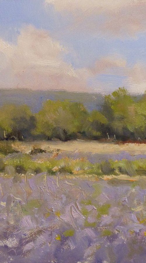Lavender in Provence by Pascal Giroud