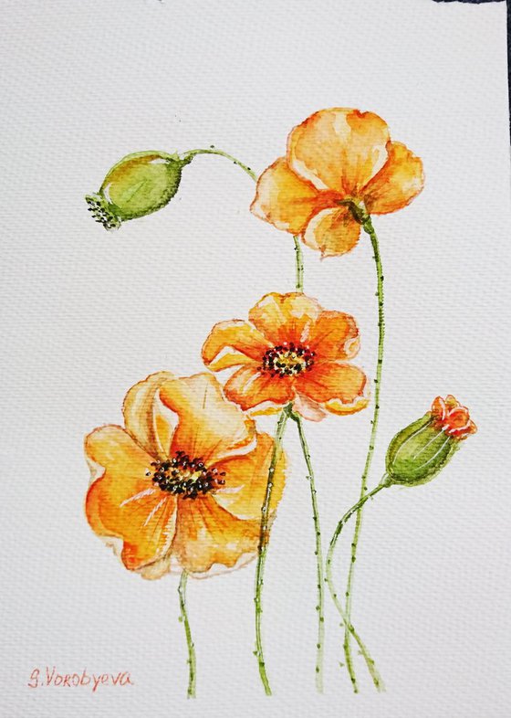 Poppies #2