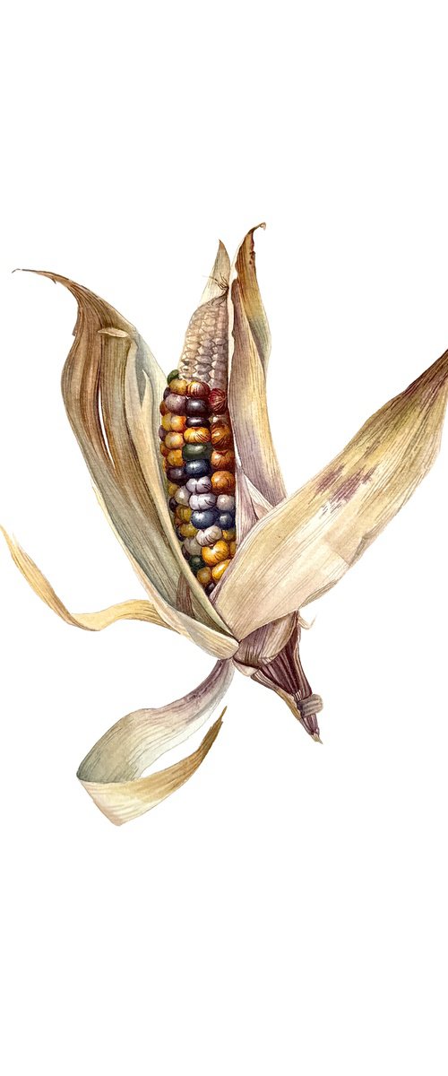 Colored corn Painting by Yuliia Prokopchuk