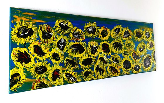 Blooming sunflowers 3