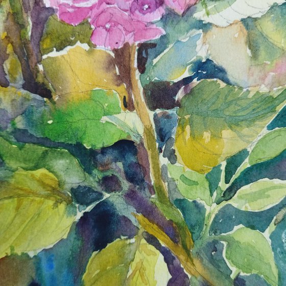 Pink Hydrangeas flowers