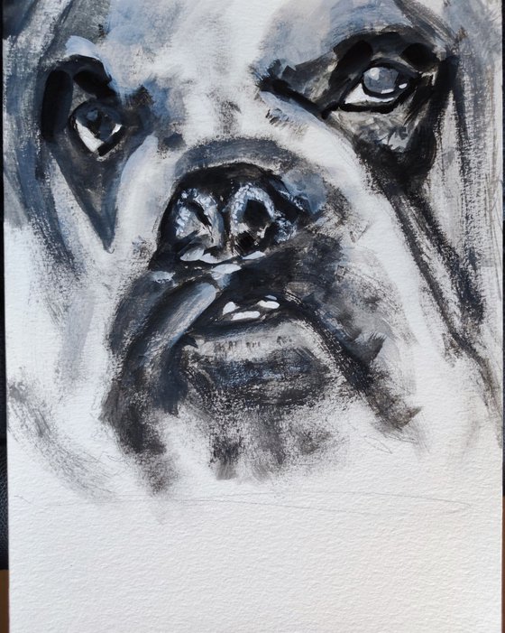 The portrait of English Bulldog