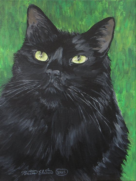 Charismatic Cat