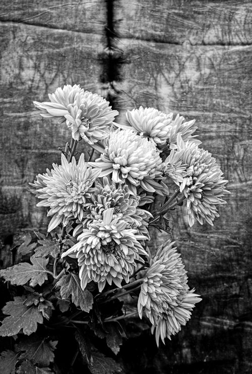 Indian chrysanthemum by Sumit Mehndiratta