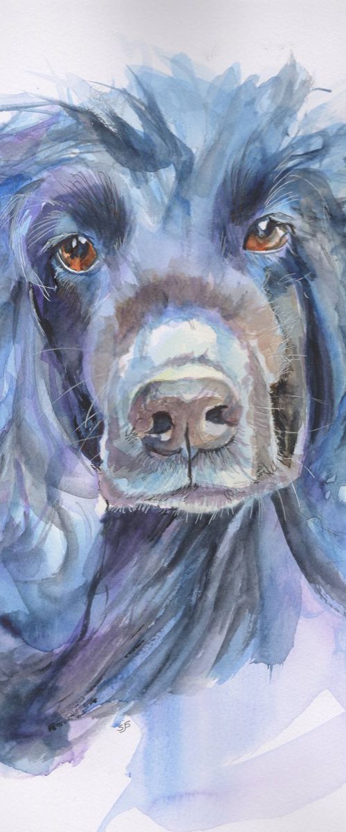 Cocker Spaniel by Sarah Stowe